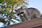 Raccoon in Attic Removal